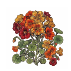 Graines de fleurs comestibles