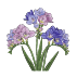 Bulbes de freesias