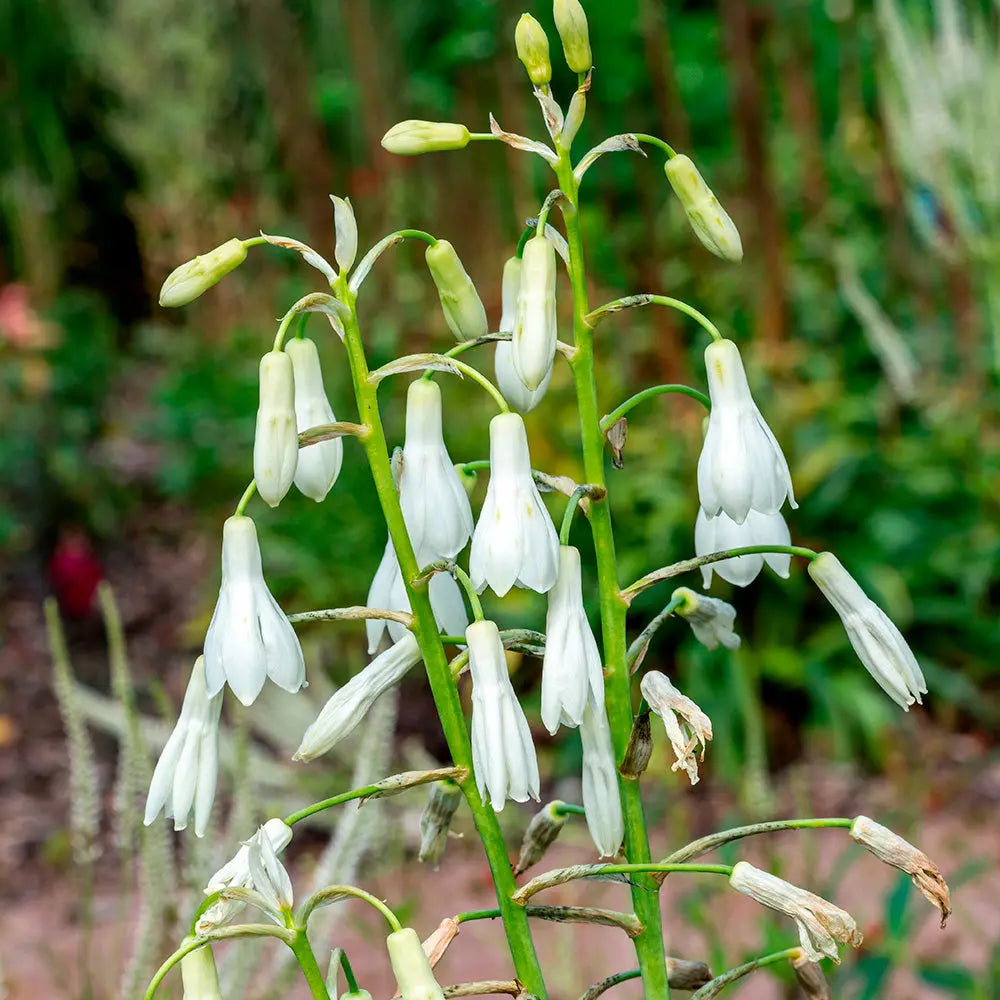 GALTONIA CANDICANS (JACINTHE DU CAP) 