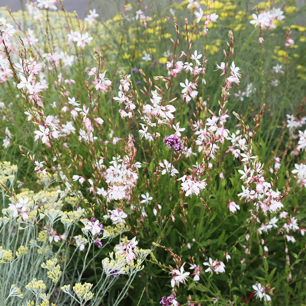 GAURA AB 