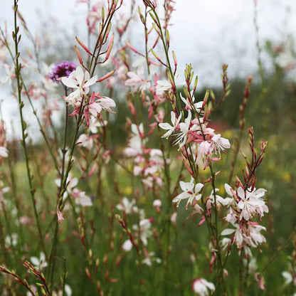 GAURA AB 