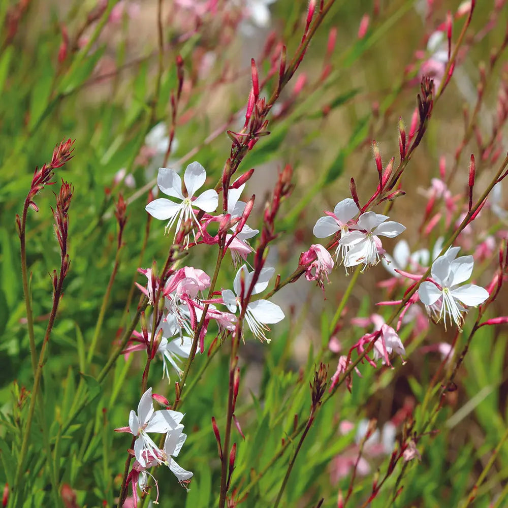 GAURA AB 