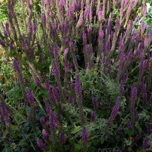 GERMANDREE D'IRAN AB 