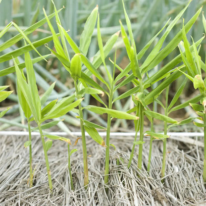 GINGEMBRE JAPONAIS RUSTIQUE AB - PLANT 