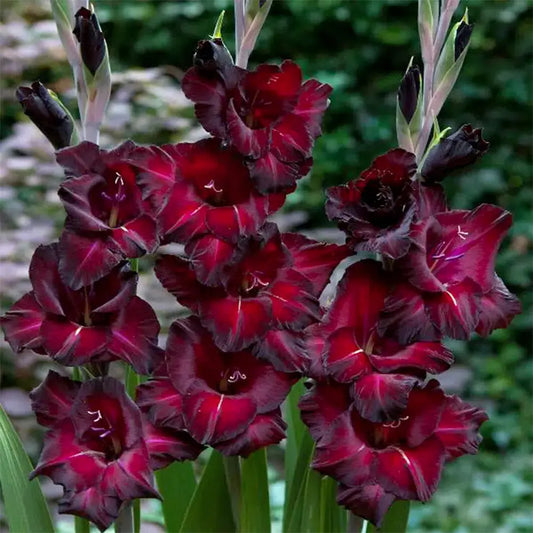 GLAÏEUL BLACK SURPRISE AB 