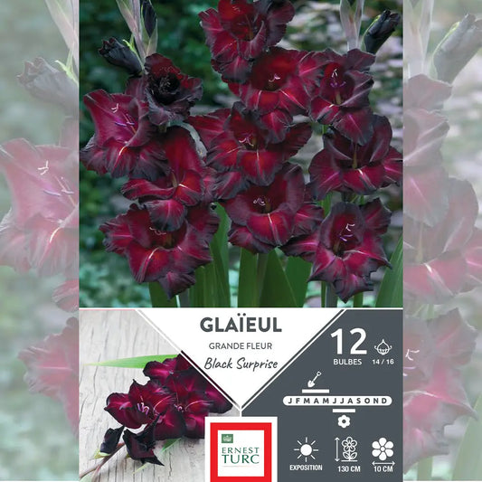 GLAÏEUL GRANDE FLEUR BLACK SURPRISE 
