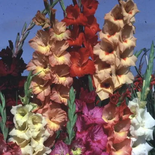 GLAIEUL GRANDE FLEUR EN MELANGE 