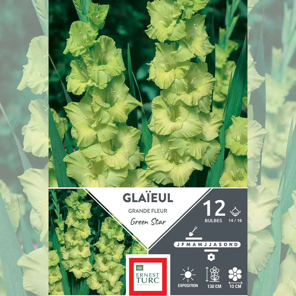 GLAÏEUL GRANDE FLEUR GREEN STAR 