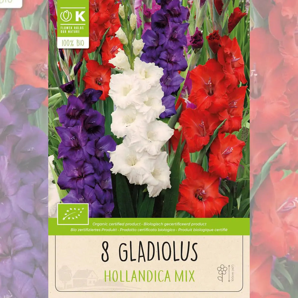 GLAÏEUL HOLLANDICA EN MÉLANGE AB 