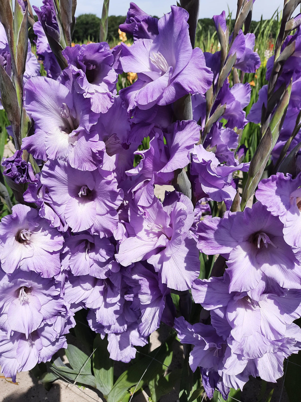 GLAÏEUL MAUVE MUSE 