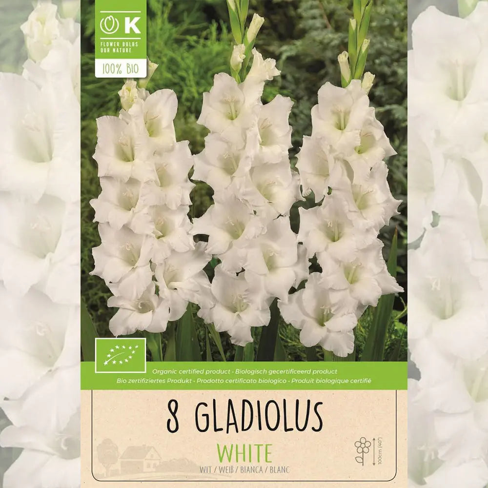 GLAÏEUL WHITE AB 