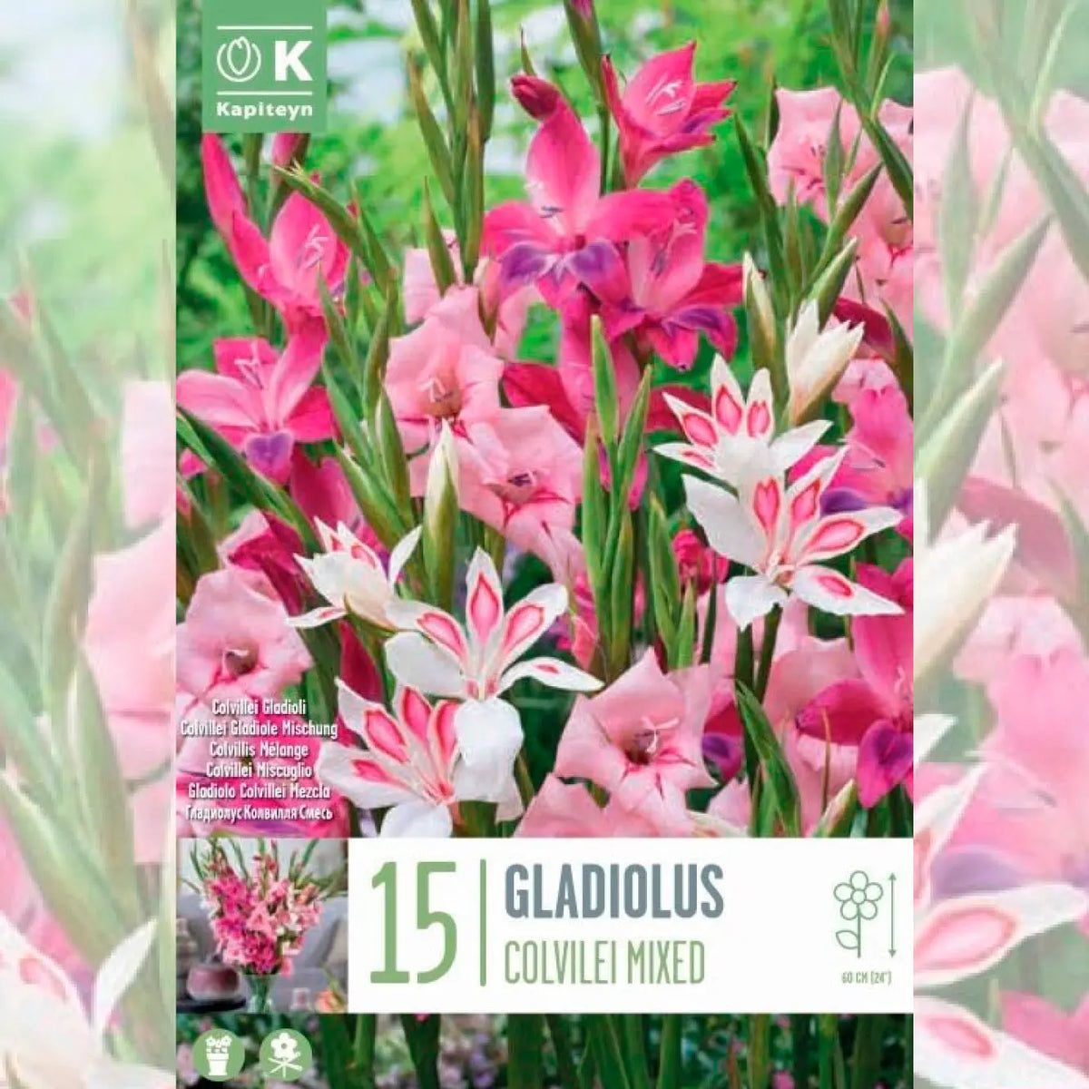 GLAÏEULS COLVILLEI EN MÉLANGE 