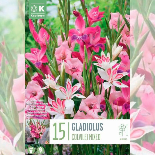 GLAÏEULS COLVILLEI EN MÉLANGE 
