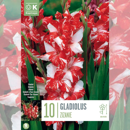 GLAÏEULS ZIZANIE 