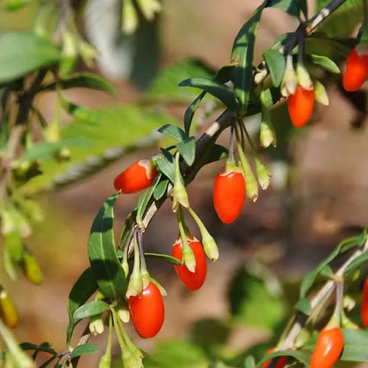 GOJI AB 