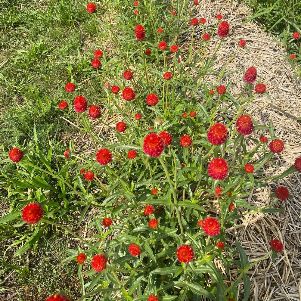 GOMPHRENA STRAWBERRY FAIR AB 