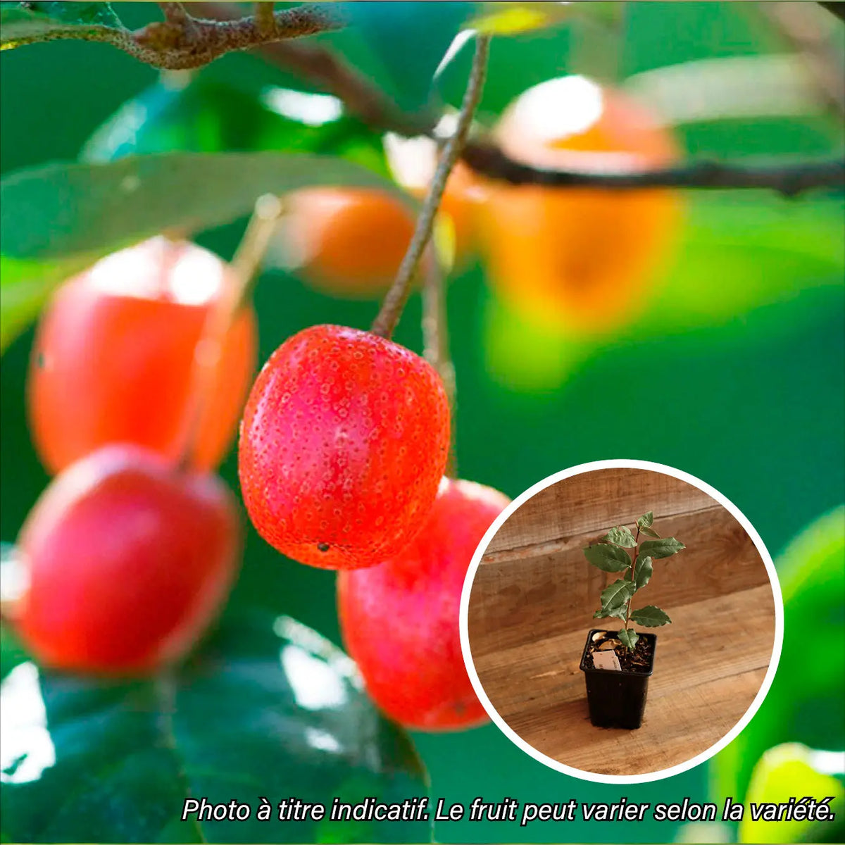 GOUMI AMOROSO AB - PLANT 