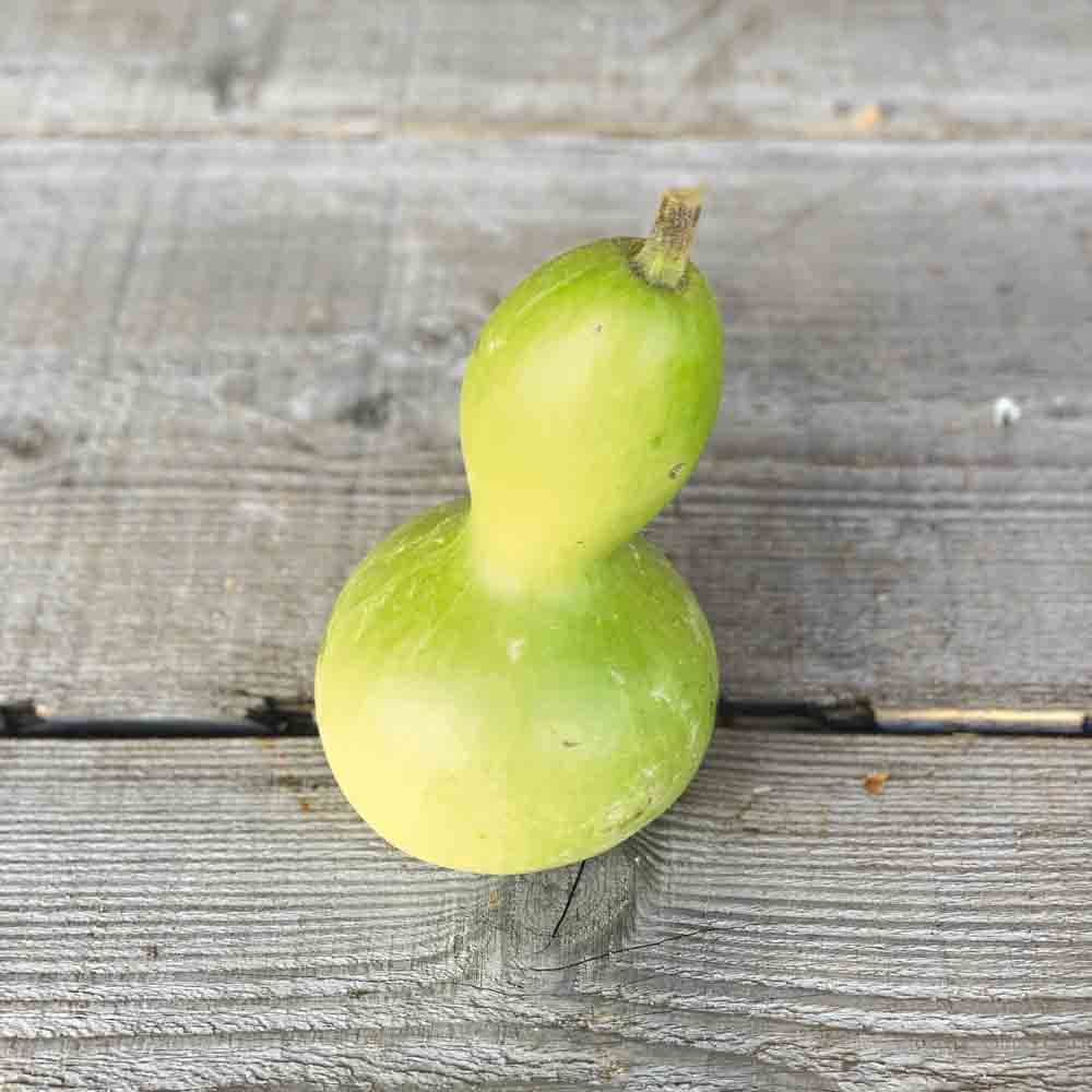 GOURDE OU CALEBASSE PELERINE AB 