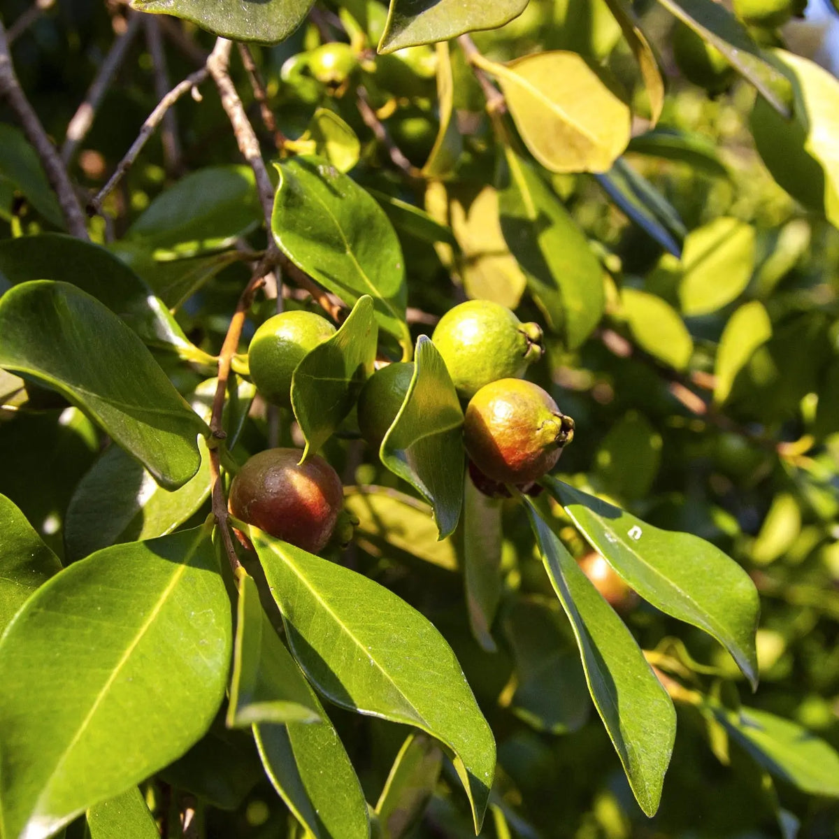 GOYAVIER FRAISE A FRUITS JAUNES AB - PLANT 