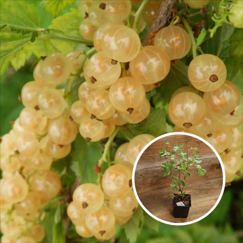 GROSEILLIER A GRAPPE BLANCHE BAR LE DUC AB - PLANT 
