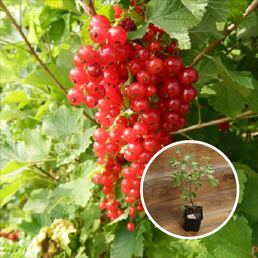 GROSEILLIER A GRAPPE ROUGE LONDON MARKET AB - PLANT 