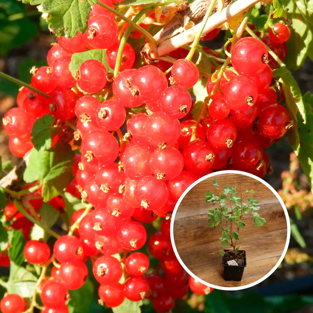 GROSEILLIER À GRAPPE ROUGE WILDER AB - PLANT 