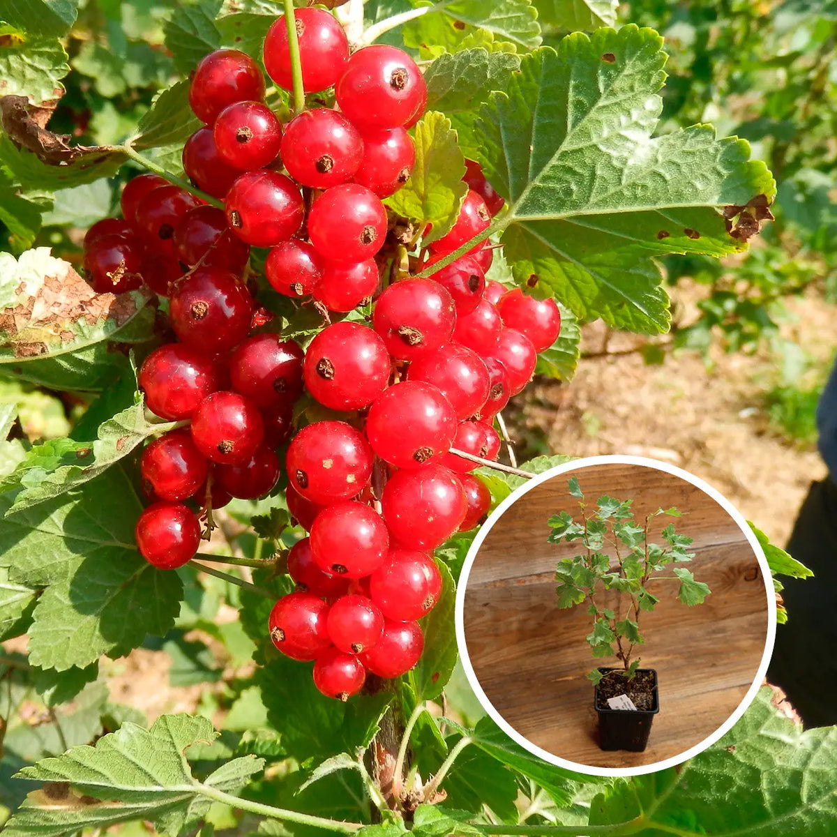 GROSEILLIER À GRAPPE 'JONKHEER VAN TETS' AB - PLANT 