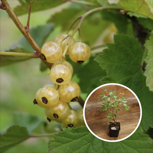 GROSEILLIER A GRAPPES BLANKA AB - PLANT 