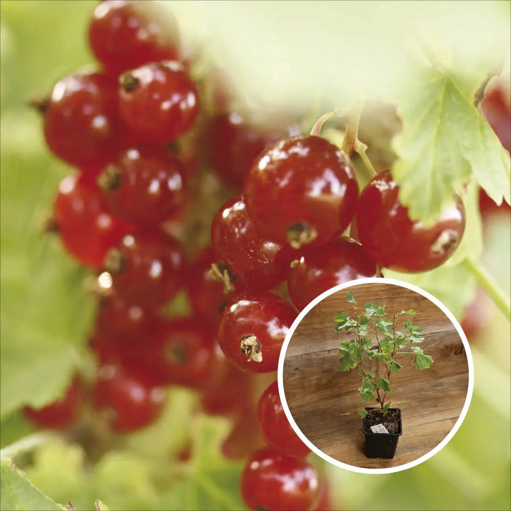 GROSEILLIER A GRAPPES JUNIFER AB - PLANT 
