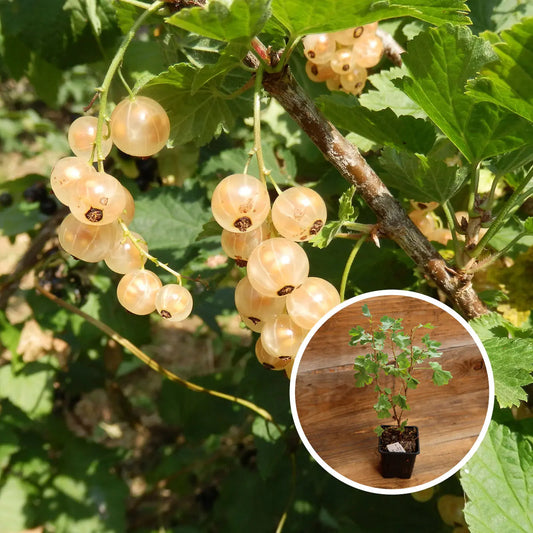 GROSEILLIER À GRAPPES VERSAILLAISE BLANCHE AB - PLANT 
