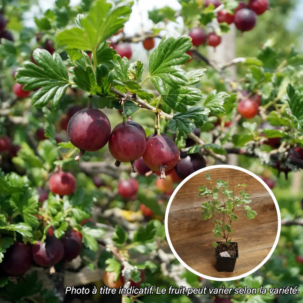 GROSEILLIER A MAQUEREAU HINNOMAKI ROUGE AB - PLANT 
