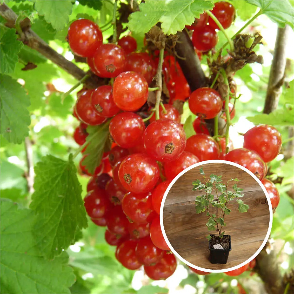 GROSEILLIER BABETTE AB - PLANT 