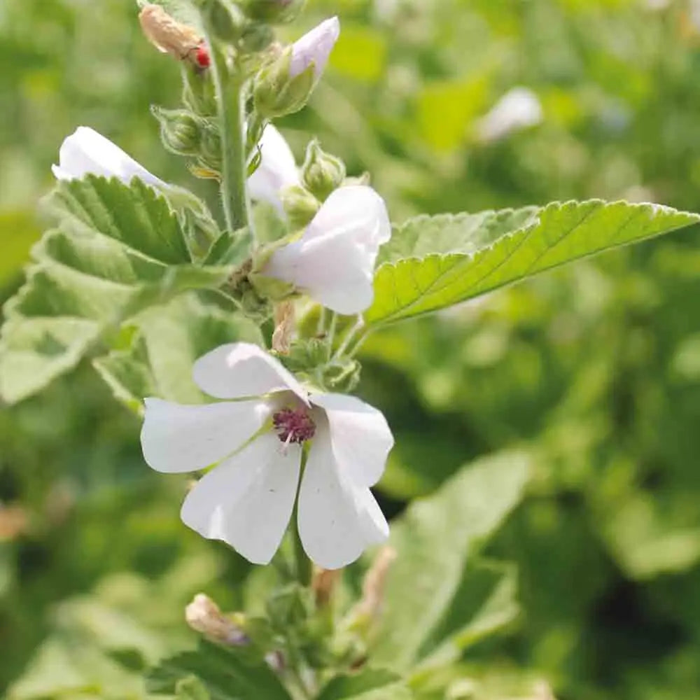 GUIMAUVE OFFICINALE AB 