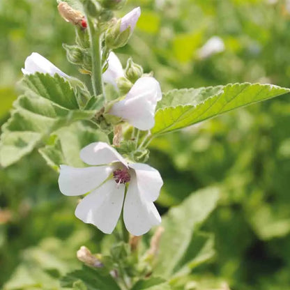 GUIMAUVE OFFICINALE AB 
