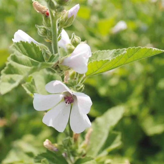 GUIMAUVE OFFICINALE AB 