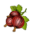 Plants de groseilliers bio