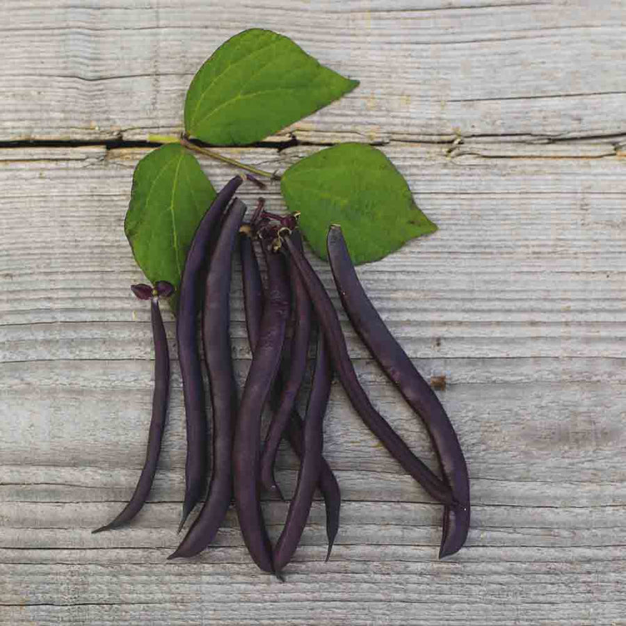 Buschbohne Purple Queen