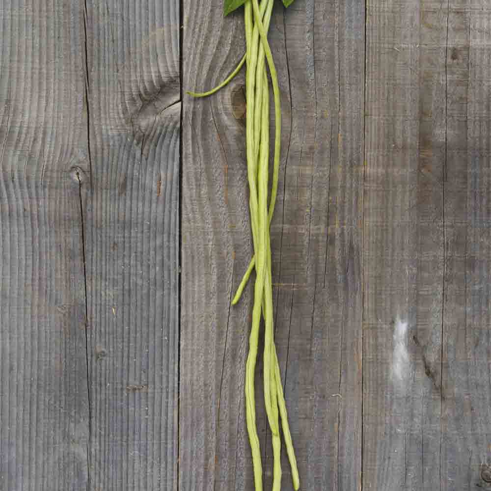 HARICOT SERPENT OU DOLIQUE ASPERGE ROUGE TAIWAN HONGDOUJIAO AB 