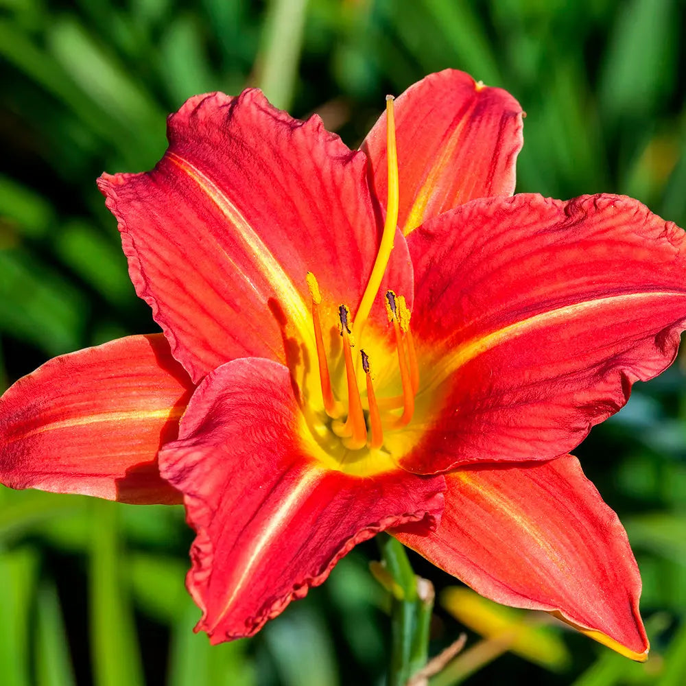 HEMEROCALLIS AUTUMN RED 