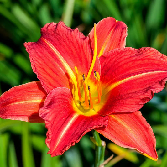HEMEROCALLIS AUTUMN RED 