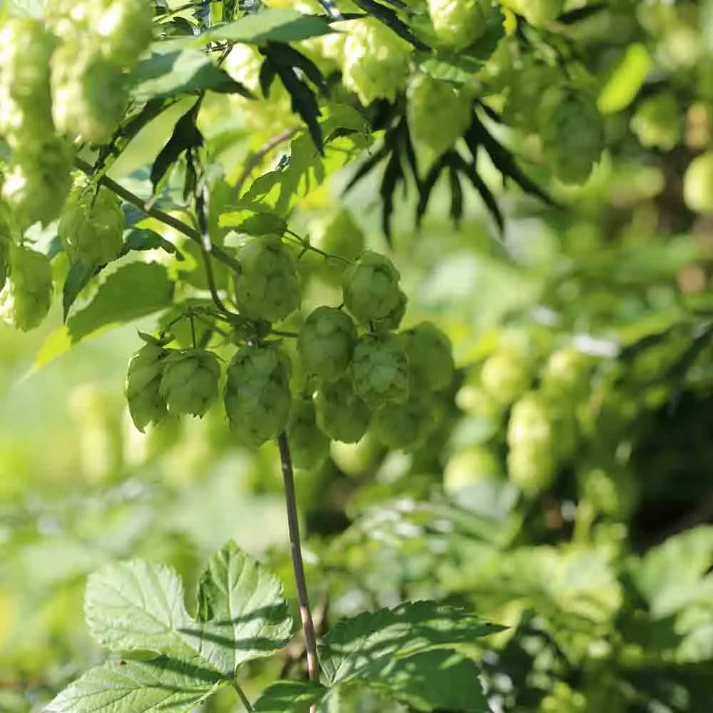 HOUBLON AB 