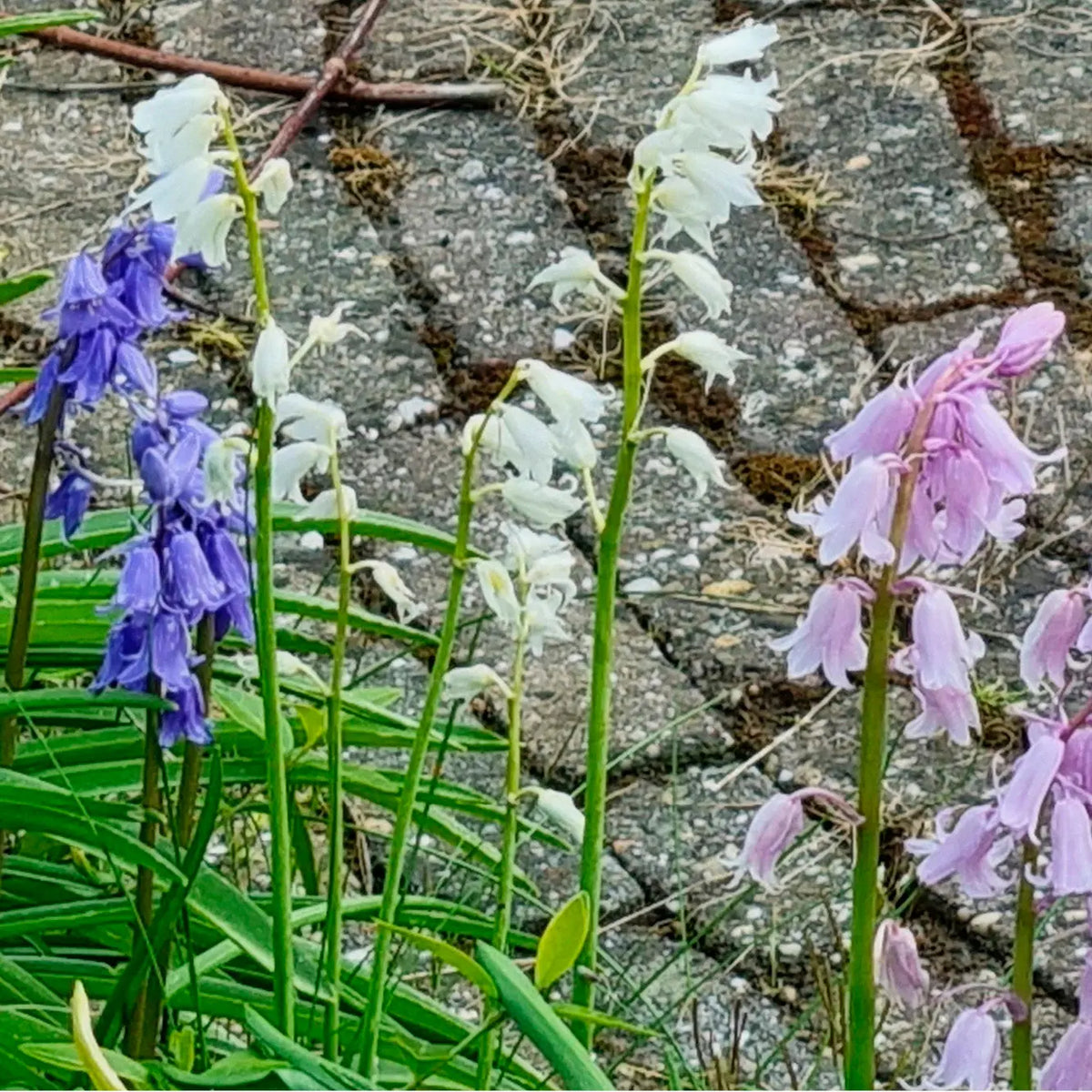 HYACINTHOIDES HISPANICA MIX 