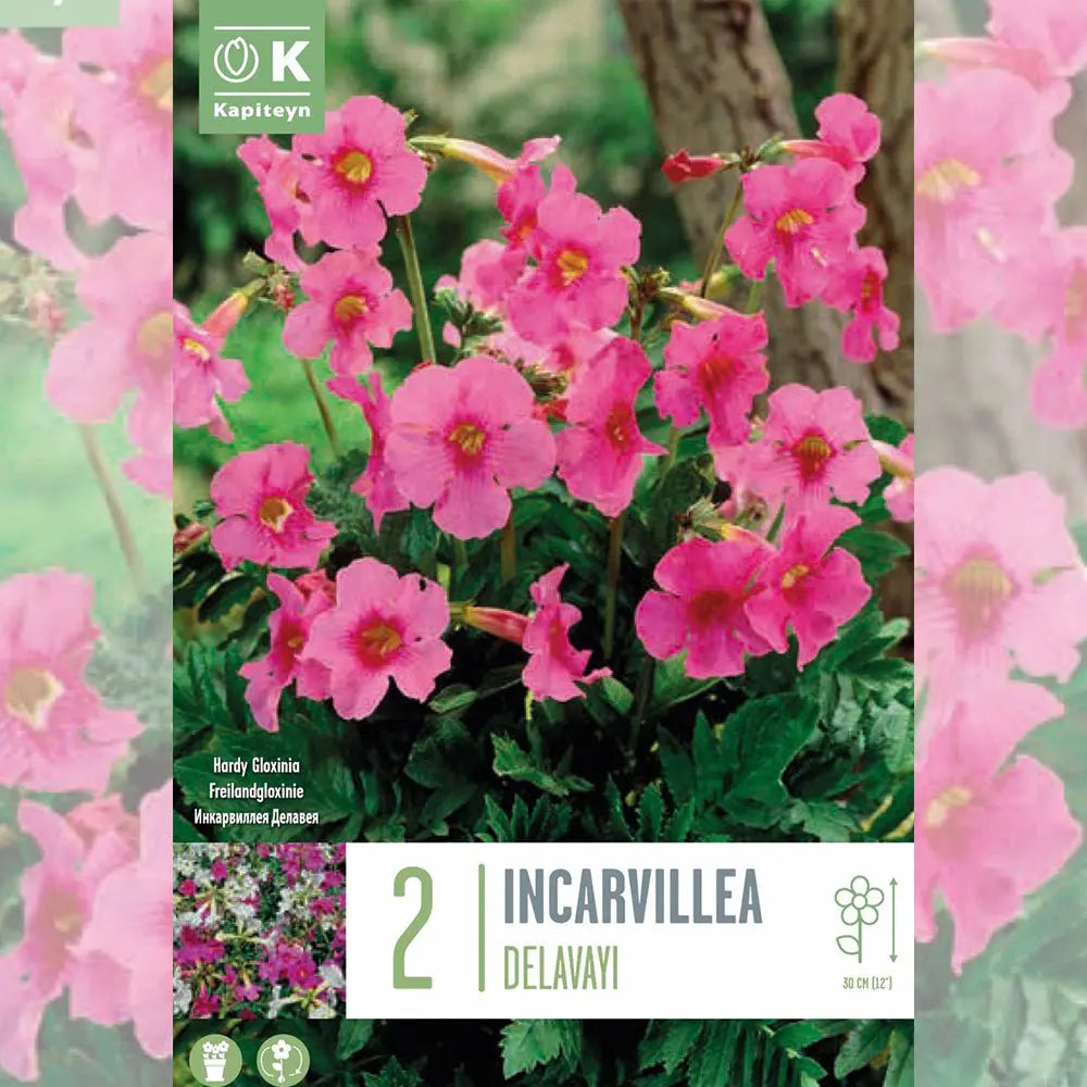 INCARVILLEA DELAVAYI 