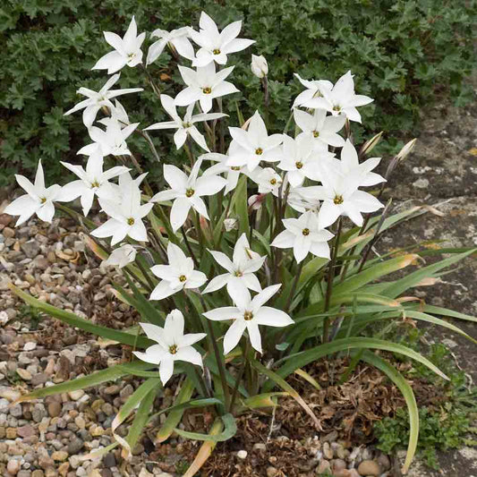 IPHEION ALBERTO CASTILLO® 