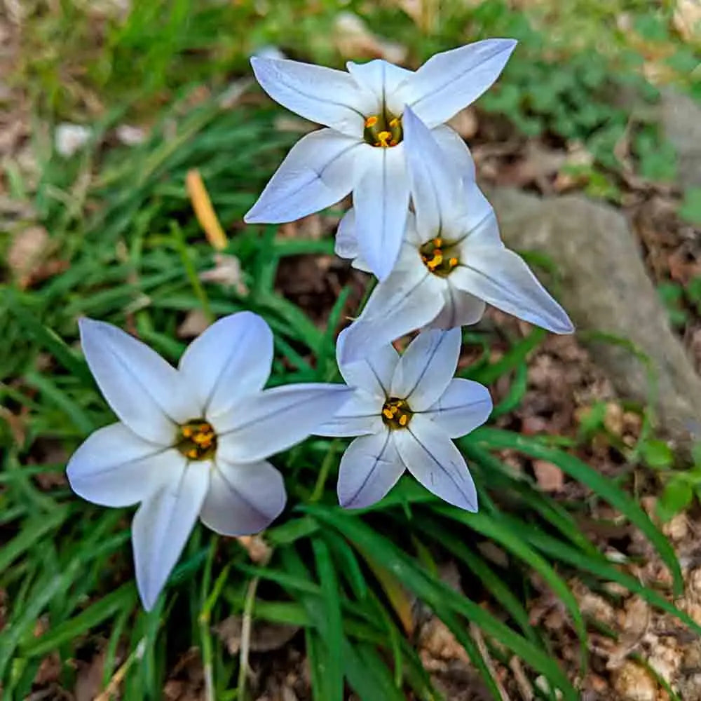 IPHEION UNIFLORUM 