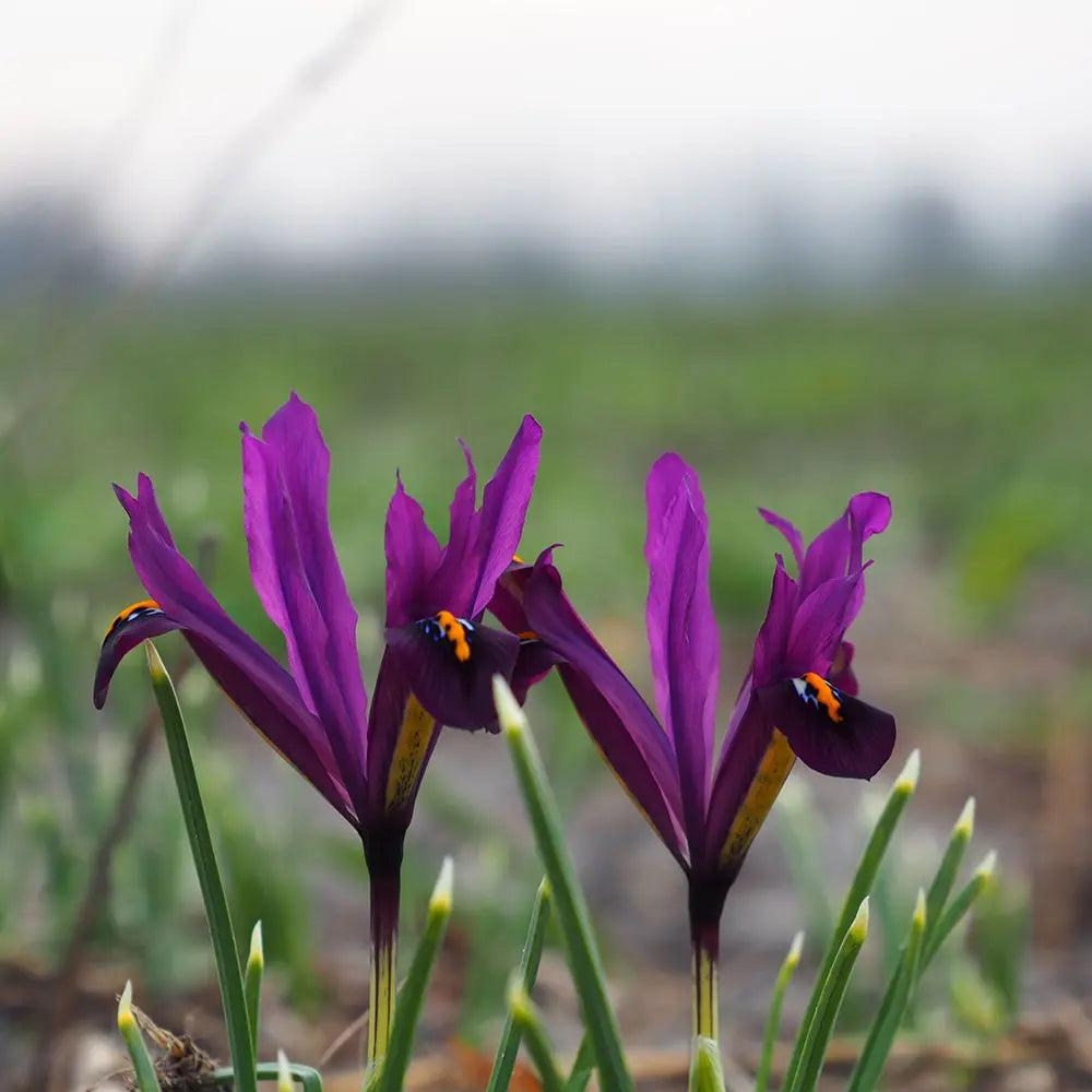IRIS RETICULATA 'J.S. DIJT' AB 