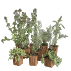 Collection de plants