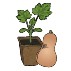 Bio-Kürbisfüße