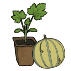 Bio-Melonenpflanzen