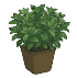 Menthes en pot